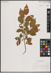 Foto von Salix caprea L.